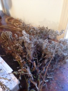 Milkweed pods, sweetgum bombs, echinachea heads, 